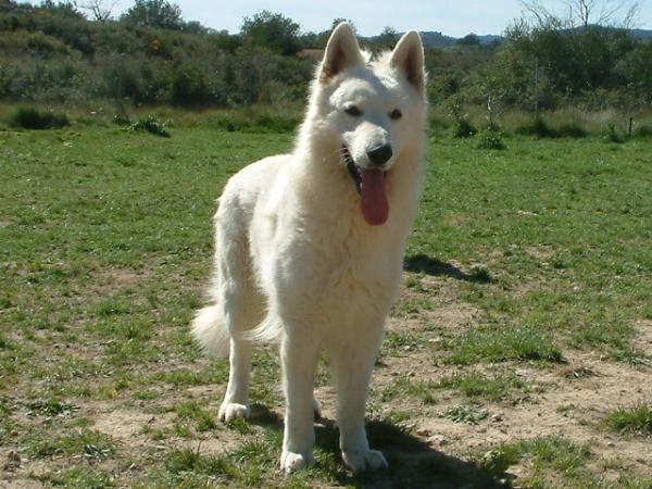 Duran Duran of Trebons Berger Blanc (MDR: +/+) | White Swiss Shepherd Dog 