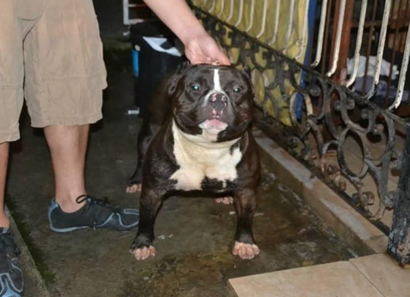 BGPK LIL WARDEN | American Pit Bull Terrier 