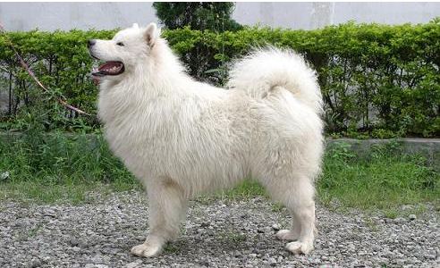 Viera Von White Christal | Samoyed 