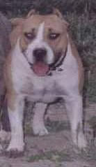 Ashes Of Coaltown | American Pit Bull Terrier 