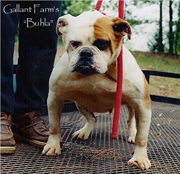 Gallant's Beula | Olde English Bulldogge 