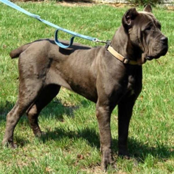 Dream Team's Sapphire | Cane Corso 