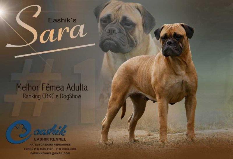 Eashik´s Sara | Bullmastiff 