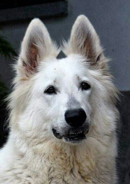 Wendy (Brina) | White Swiss Shepherd Dog 