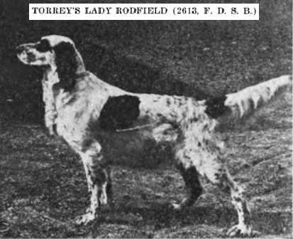 Torrey's Lady Rodfield | English Setter 