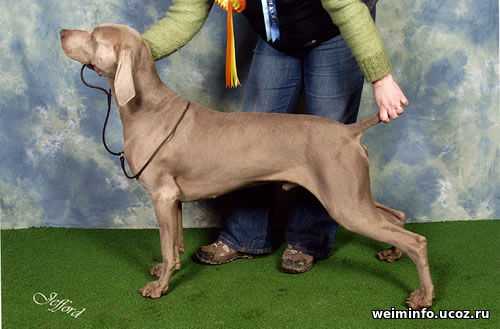 Silvestre Shotokan | Weimaraner 