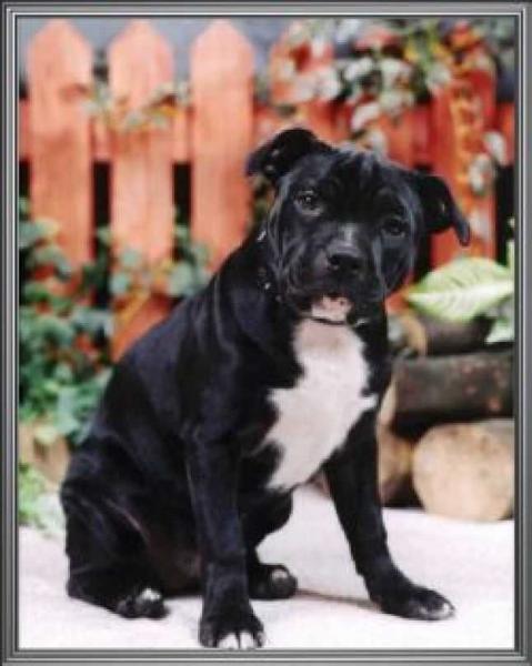 She's A Gem | Staffordshire Bull Terrier 