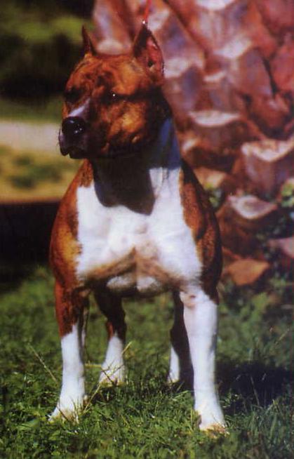 Pretty Girl du Val d'Arijan | American Staffordshire Terrier 