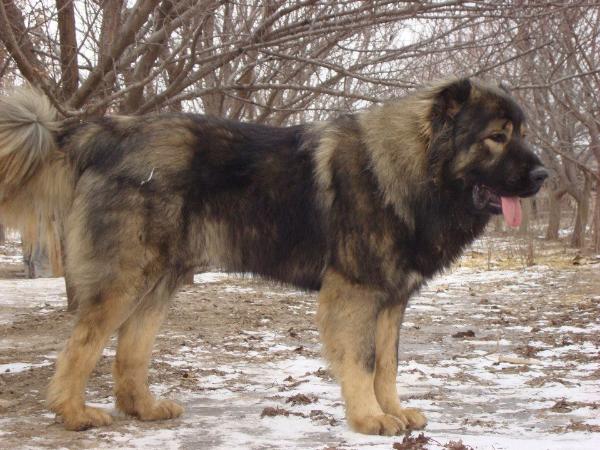 Urbay De Brailita | Caucasian Mountain Dog 