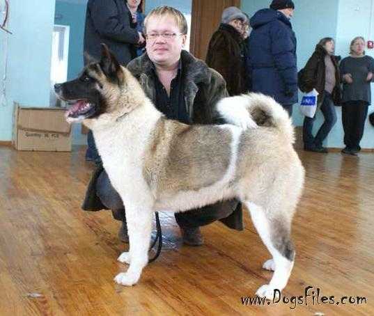 Dancing Queen De Champernoune | Akita 