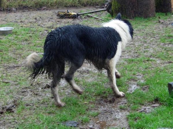 Flink | Border Collie 