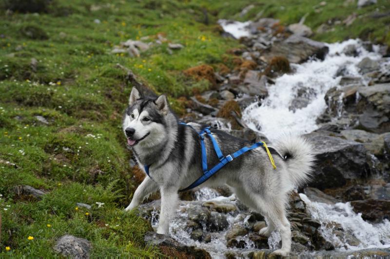 AKI (2018) | Alaskan Malamute 