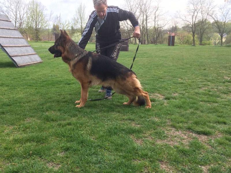 Wonder vom Eichenplatz | German Shepherd Dog 