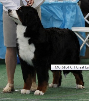 Great Lakes  Nubian Princess | Bernese Mountain Dog 