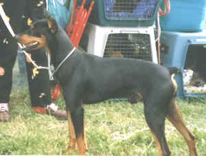 MARLOW de la Capelliere | German Pinscher 