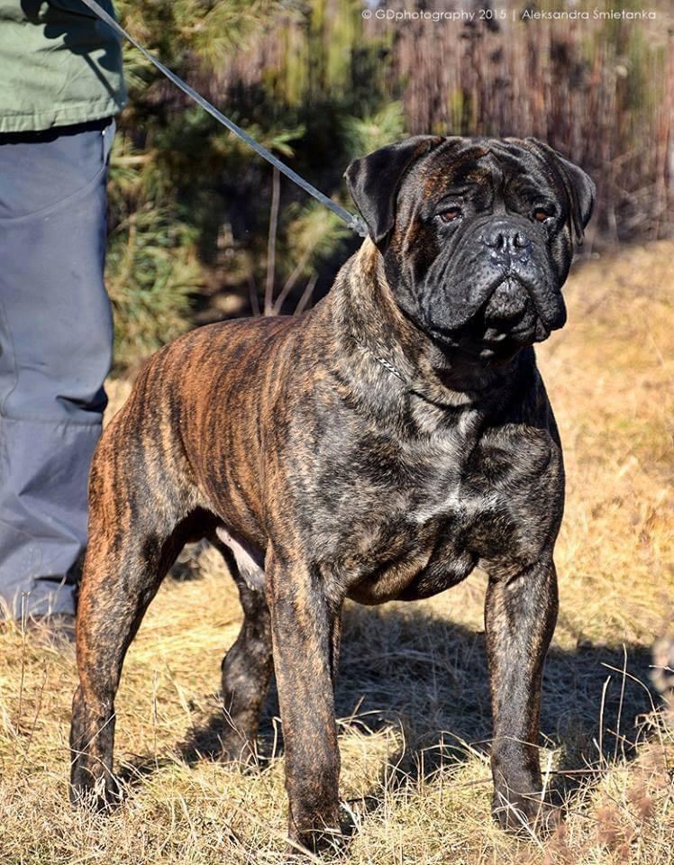 Fullhouse Alexander The Great | Bullmastiff 