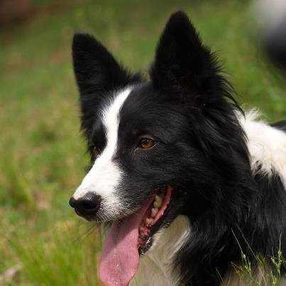 Buster ABC 234883 | Border Collie 