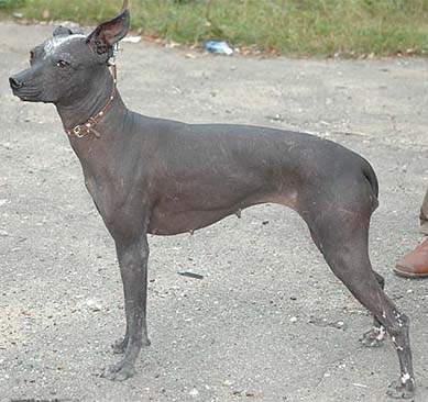 Harmeks Tella | Xoloitzcuintli 