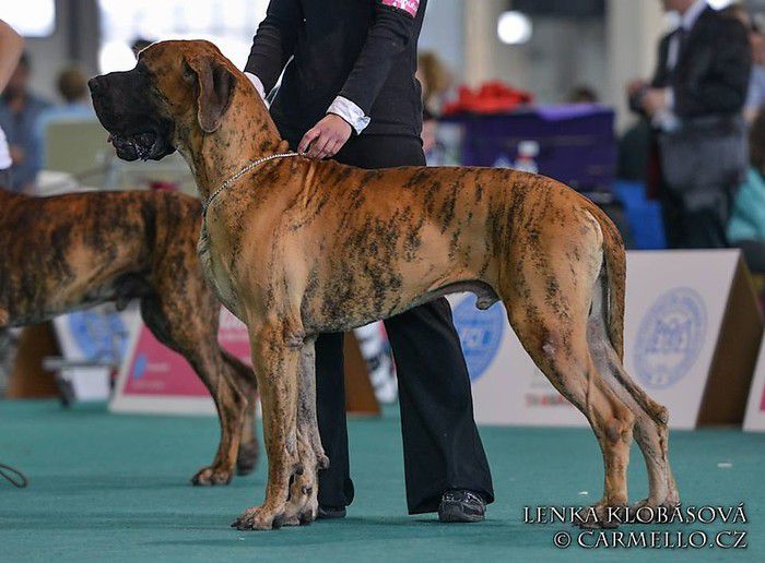 Rafal of Island's Dream | Great Dane 