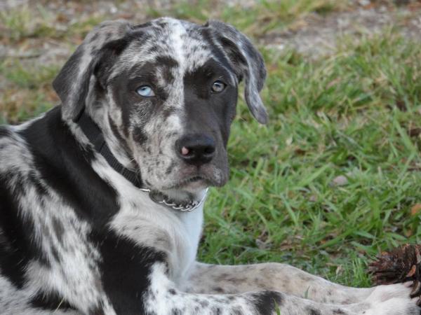 Deep South's Mattie Belle | Catahoula Leopard Dog 