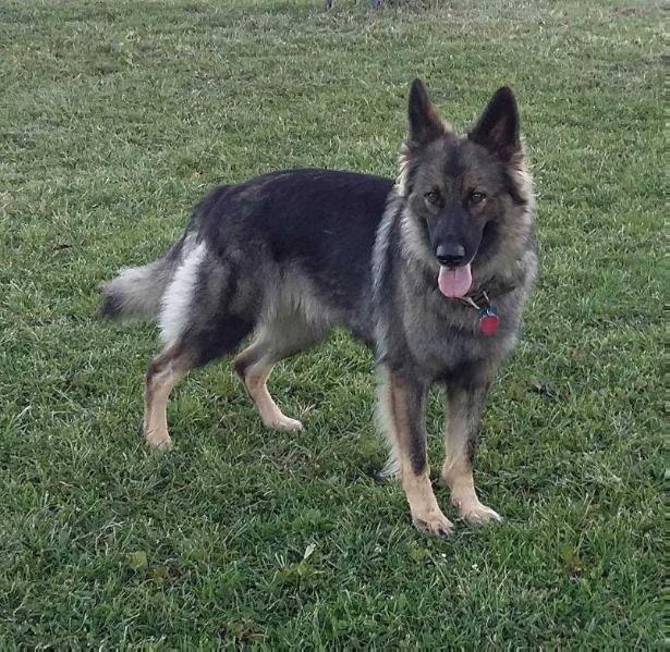 Justice Calico vom Lieb | German Shepherd Dog 