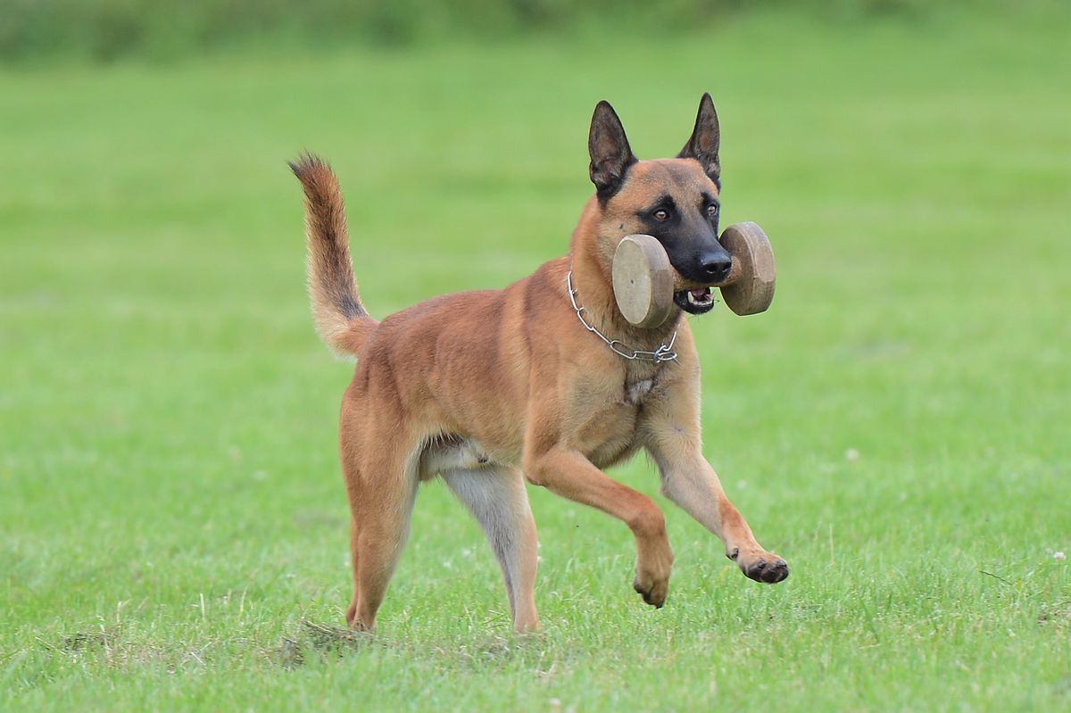 Sachsenhaus Frodo | Belgian Malinois 