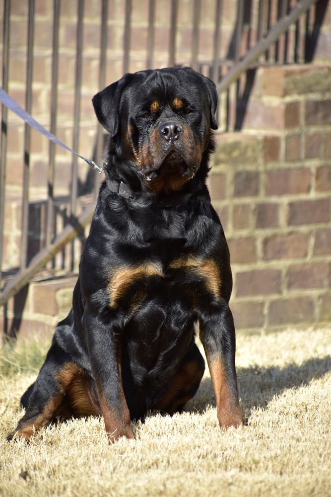 Don Corleone Horus Berg | Rottweiler 