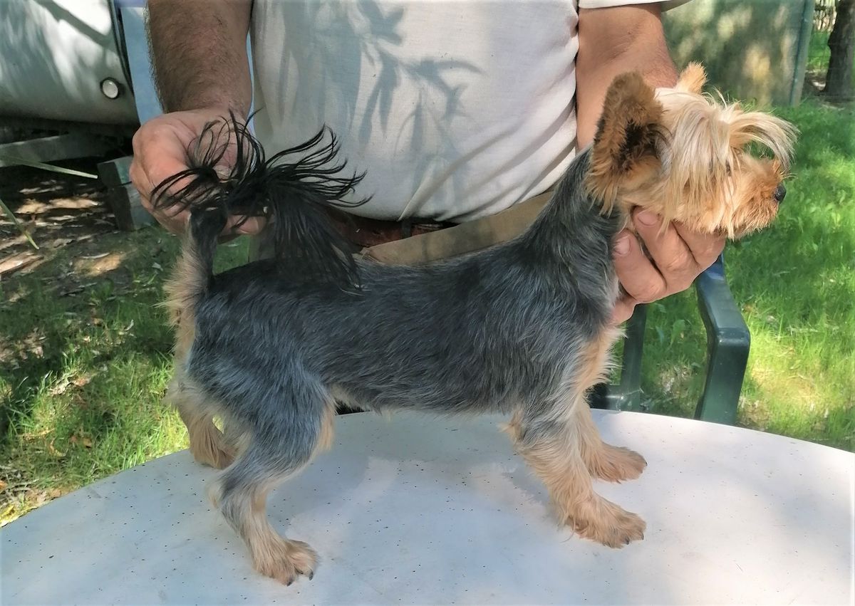 MILù DEL RANCH ALBA | Yorkshire Terrier 