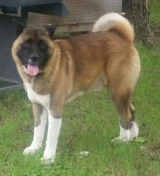 Gpa's Big Daddy Kane Craven 2 | Akita 