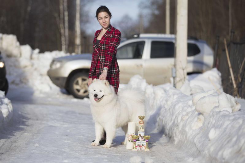 Belyi Volk Zvezdnyi Voin | Samoyed 