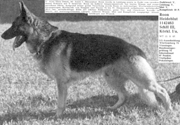 Roon Heideblut | German Shepherd Dog 