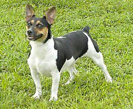 Weebits Southern Belle Of RWK | Teddy Roosevelt Terrier 