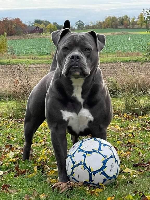 Stjernkvists Sweet Harmony | Olde English Bulldogge 