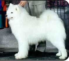 Roka's Silver Kanuck | Samoyed 