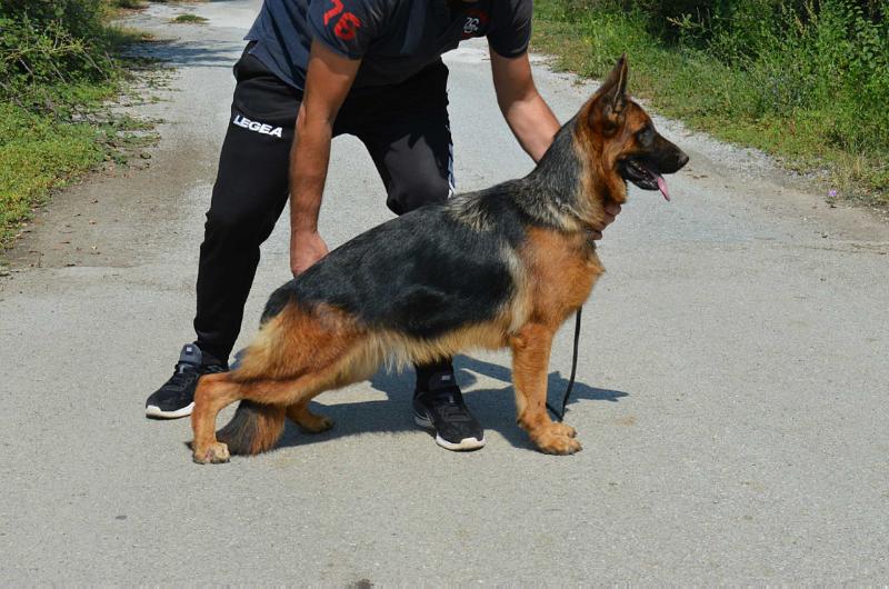 Helen vom Kruppen Hof | German Shepherd Dog 