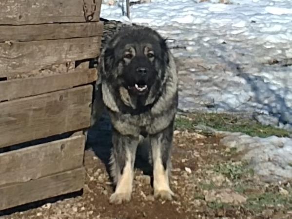Falka ledi zlogorska | Yugoslavian Shepherd Dog-Sarplaninac 