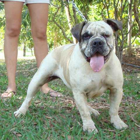 Rust Molosso di jerivá | Olde English Bulldogge 