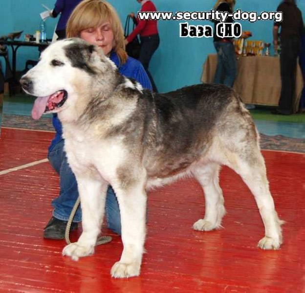 Ezel iz Aleksandrovoi Slobody | Central Asian Shepherd Dog 