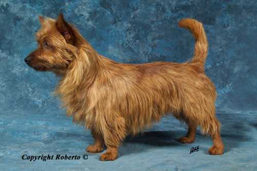 Cliftop Stealing Gold | Australian Terrier 