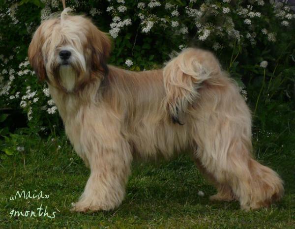 Bantam Shepherd´s Onko Kamala | Tibetan Terrier 