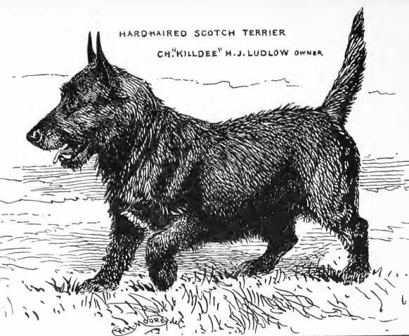 Killdee [H.J. Ludlow's] | Scottish Terrier 