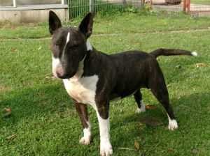 Schardale Master Gimli | Miniature Bull Terrier 