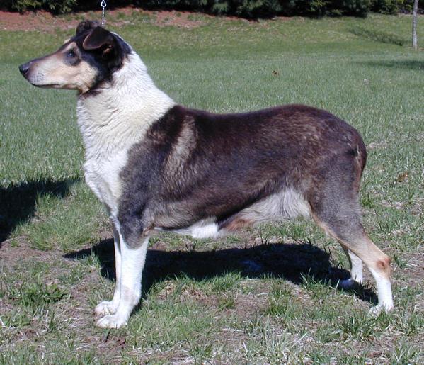 Signet's Hopelessly In Love | Smooth Collie 