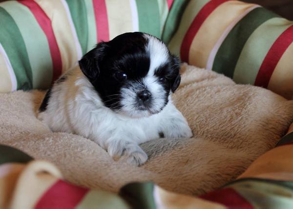 Cobblestone Hes Just Too Sharp | Shih Tzu 