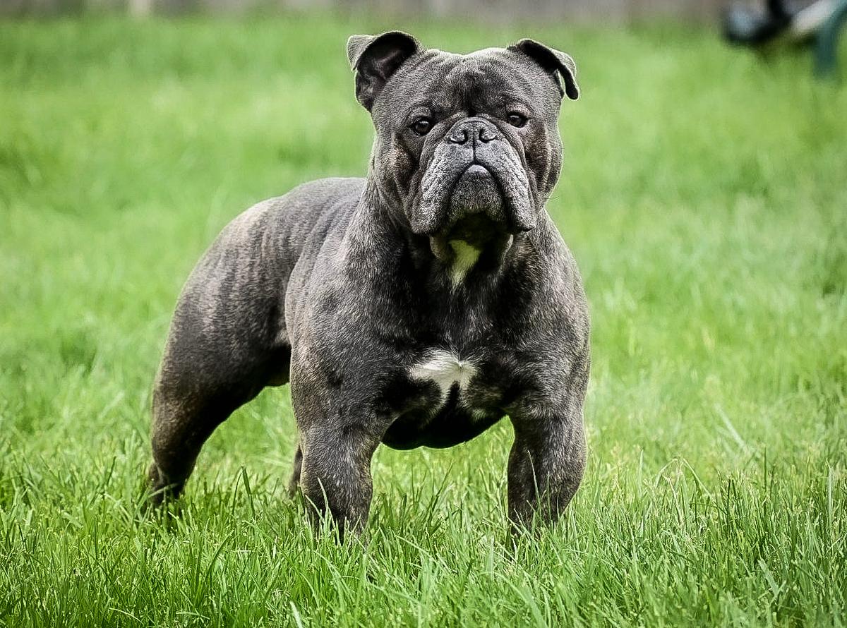 Pacific Line Bull Ranch’s “Bane” | Olde English Bulldogge 