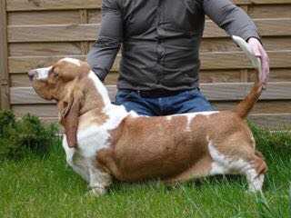 Ruddy Rosebud v. Grunsven | Basset Hound 