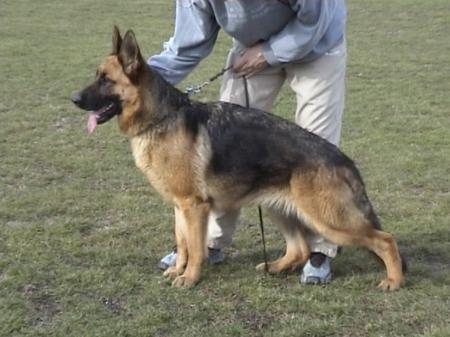 Fila von Bekin | German Shepherd Dog 