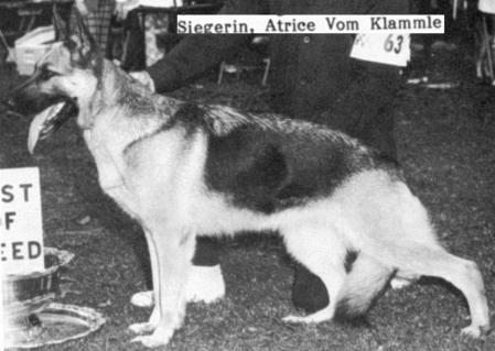 Atrice vom Klämmle | German Shepherd Dog 