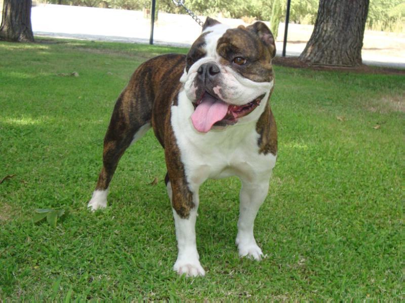 Bella Loza | Olde English Bulldogge 