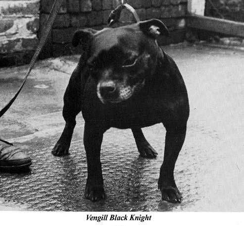 Vengill Black Knight | Staffordshire Bull Terrier 